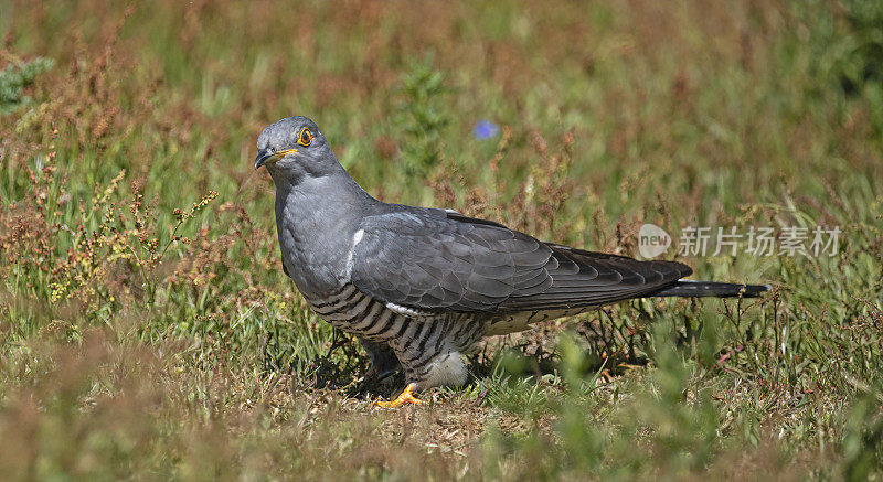 雄性杜鹃(Cuculus canorus)